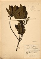 Gordonia axillaris Collection Image, Figure 1, Total 2 Figures